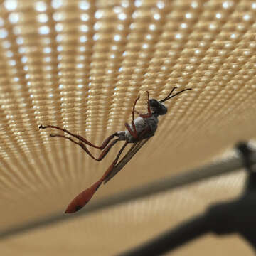 Image of Ammophila aberti Haldeman 1852