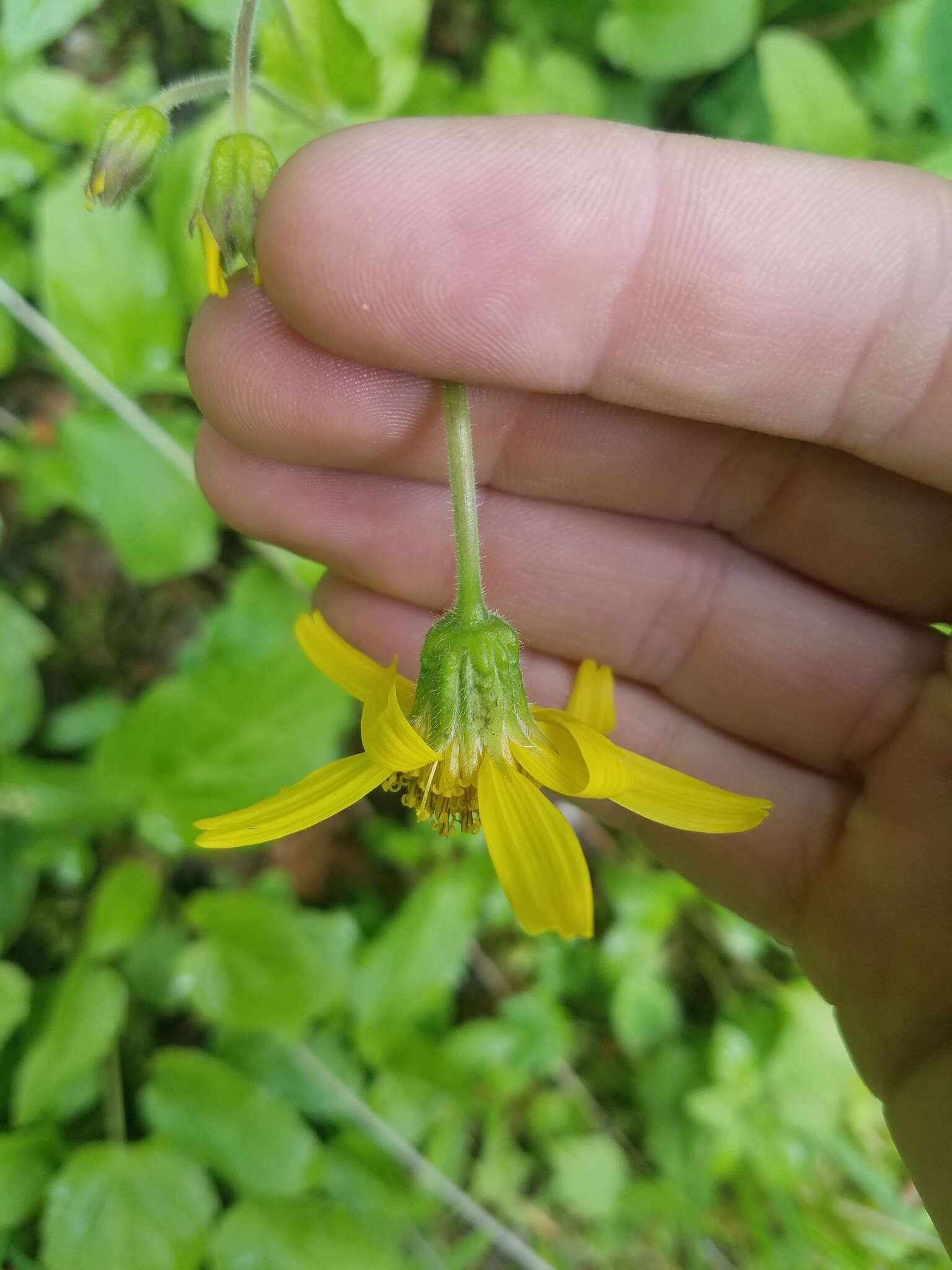 Image of broadleaf arnica