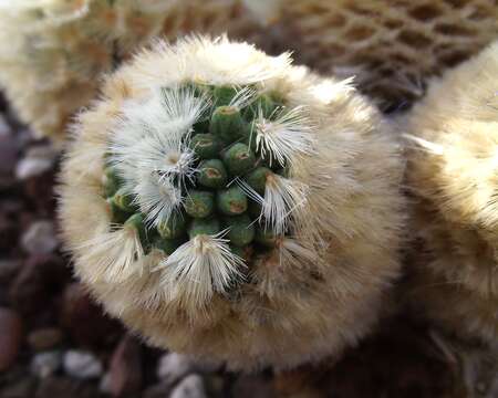 Image of Mammillaria carmenae Castañeda