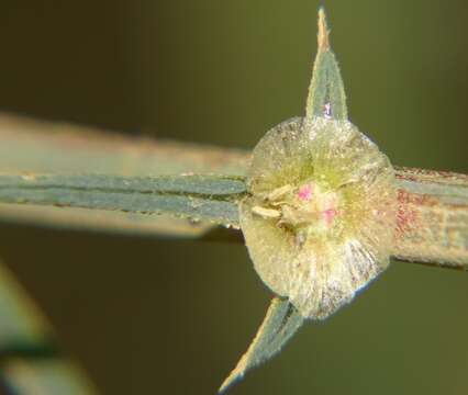 Image of Kali tragus (L.) Scop.