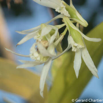 Image of Dendrobium kratense Kerr