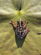 Image of Angolan Reed Frog