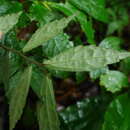 Image of Pellionia scabra Benth.