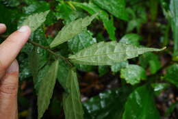 Image of Pellionia scabra Benth.