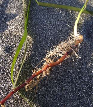 Image of Eelgrass