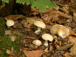 Image of Sweetbread mushroom