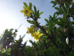 Imagem de Berberis morrisonensis Hayata