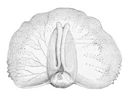 Image of <i>Gleba cordata</i> Forsskål ex Niebuhr 1776