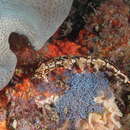 Image of Swimming nudibranch