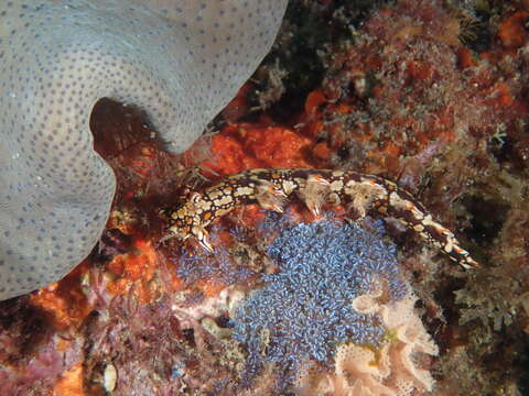 Image of Swimming nudibranch