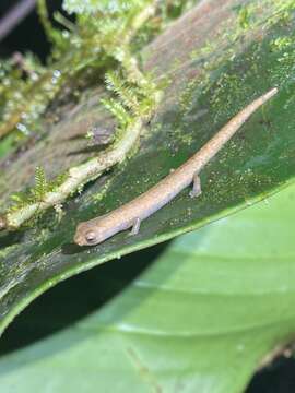 Image of Camron Mushroom-tongue Salamander