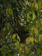 Image of two-toed sloths