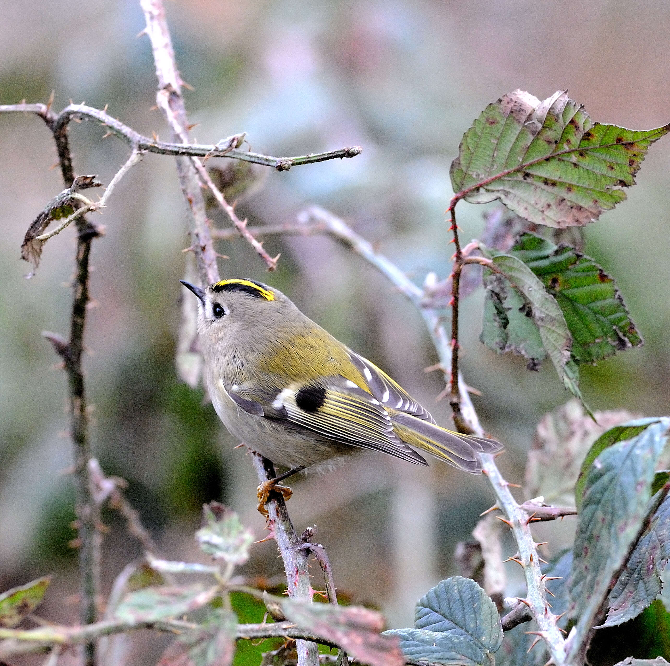 Image of Goldcrest