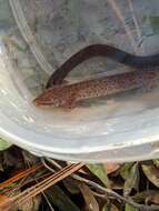 Image of Gulf Coast Waterdog