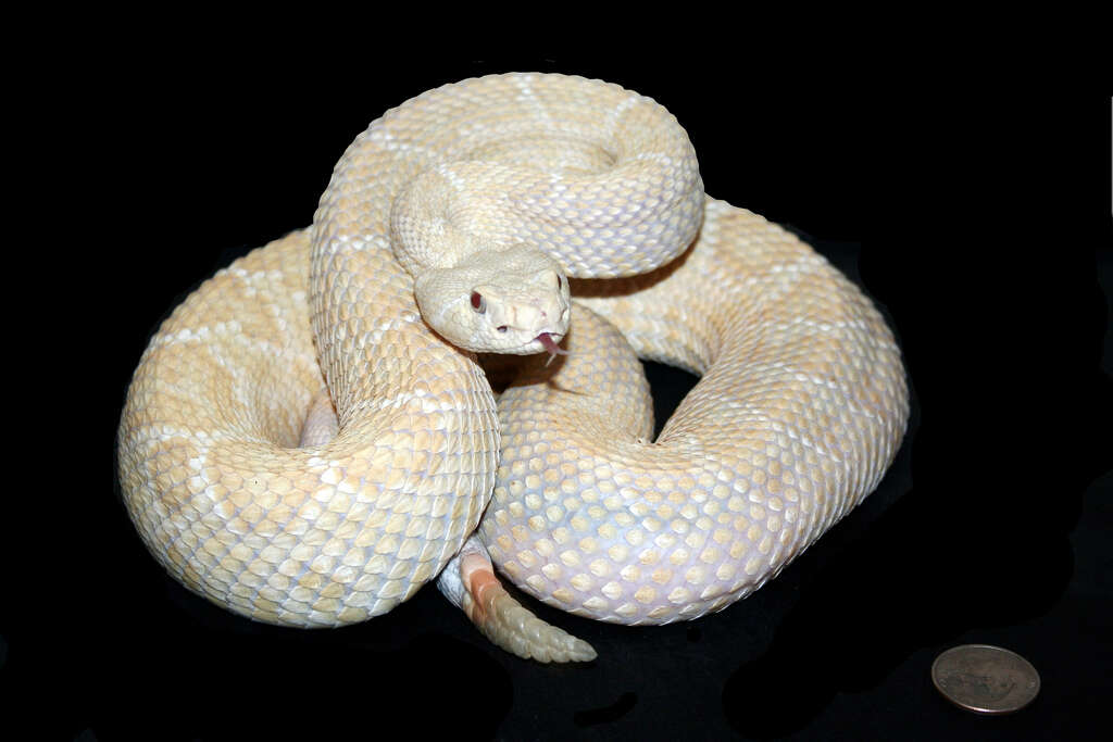 Image of Western Diamond-backed Rattlesnake