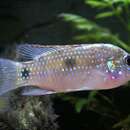 Image of African Butterfly Cichlid