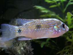 Image of Anomalochromis