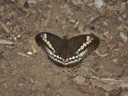 Image of Tanaecia trigerta singoradja Fruhstorfer 1897