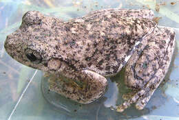 Image of Emerald Spotted Treefrog