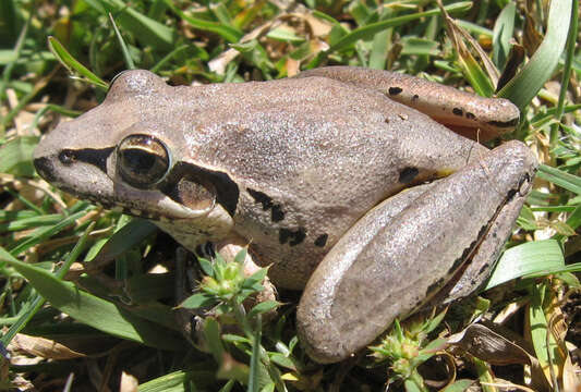 Image of Ranoidea wilcoxii (Günther 1864)