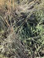 Image of Shining Alkali Grass