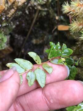 Imagem de Luzuriaga polyphylla (Hook. fil.) J. F. Macbr.