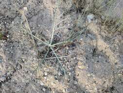 Imagem de Cirsium pitcheri (Torr. ex Eaton) Torr. & A. Gray