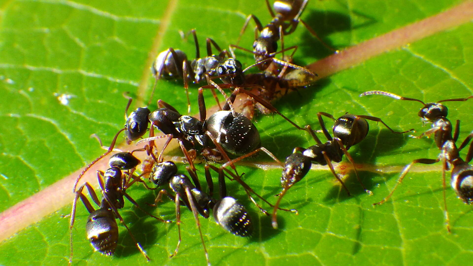 Image of Formica argentea Wheeler 1912