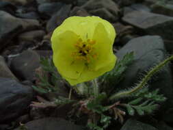 Image of Papaver leucotrichum Tolmatch.