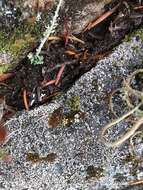 Image of bowl lichen