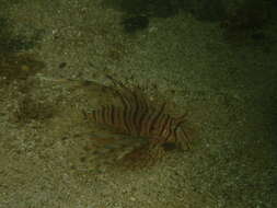 Image of Dragon's Beard Fish