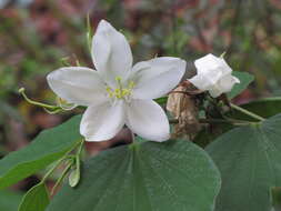 Image of Bauhinia acuminata L.