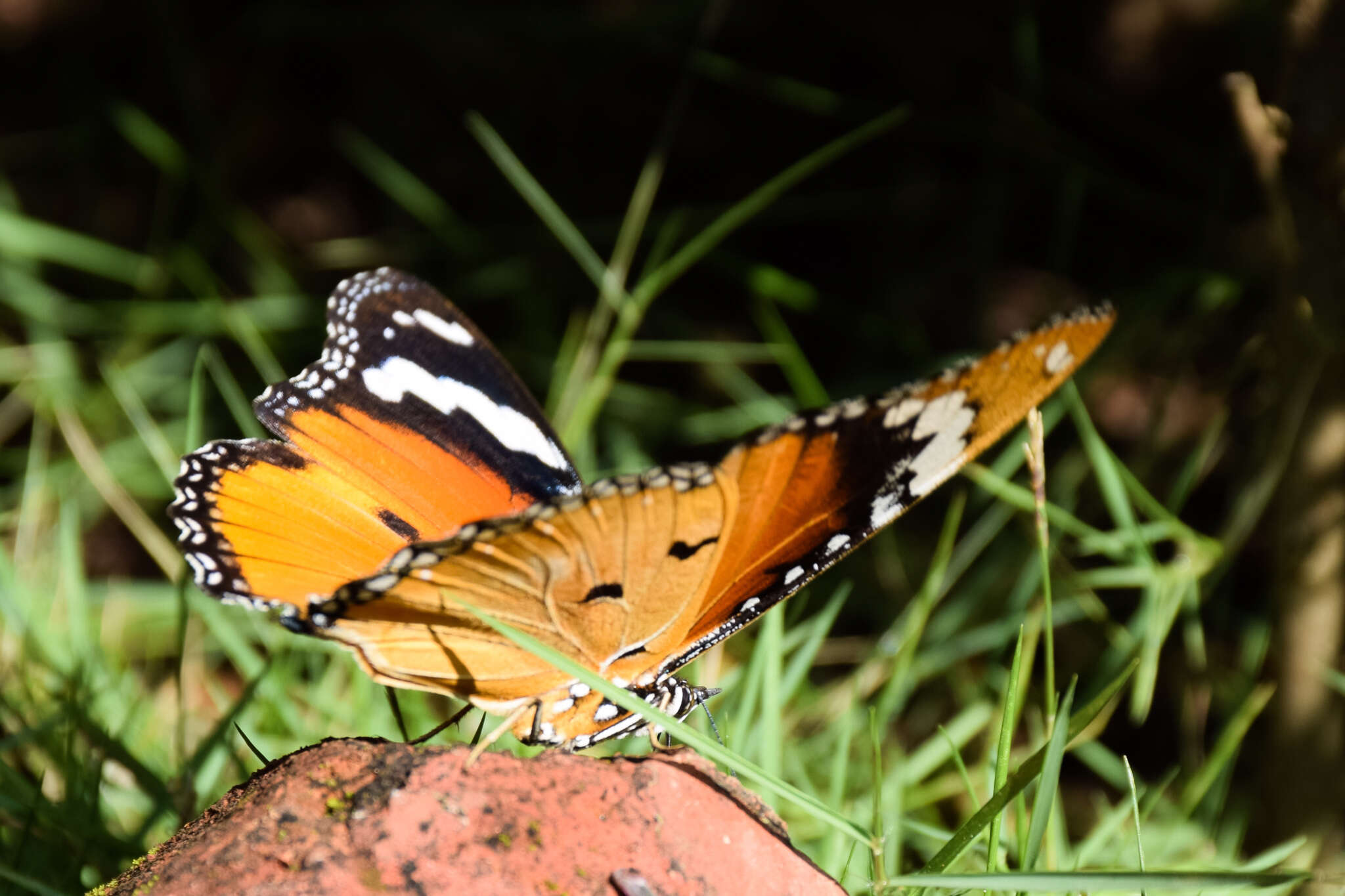 Image of False Plain Tiger