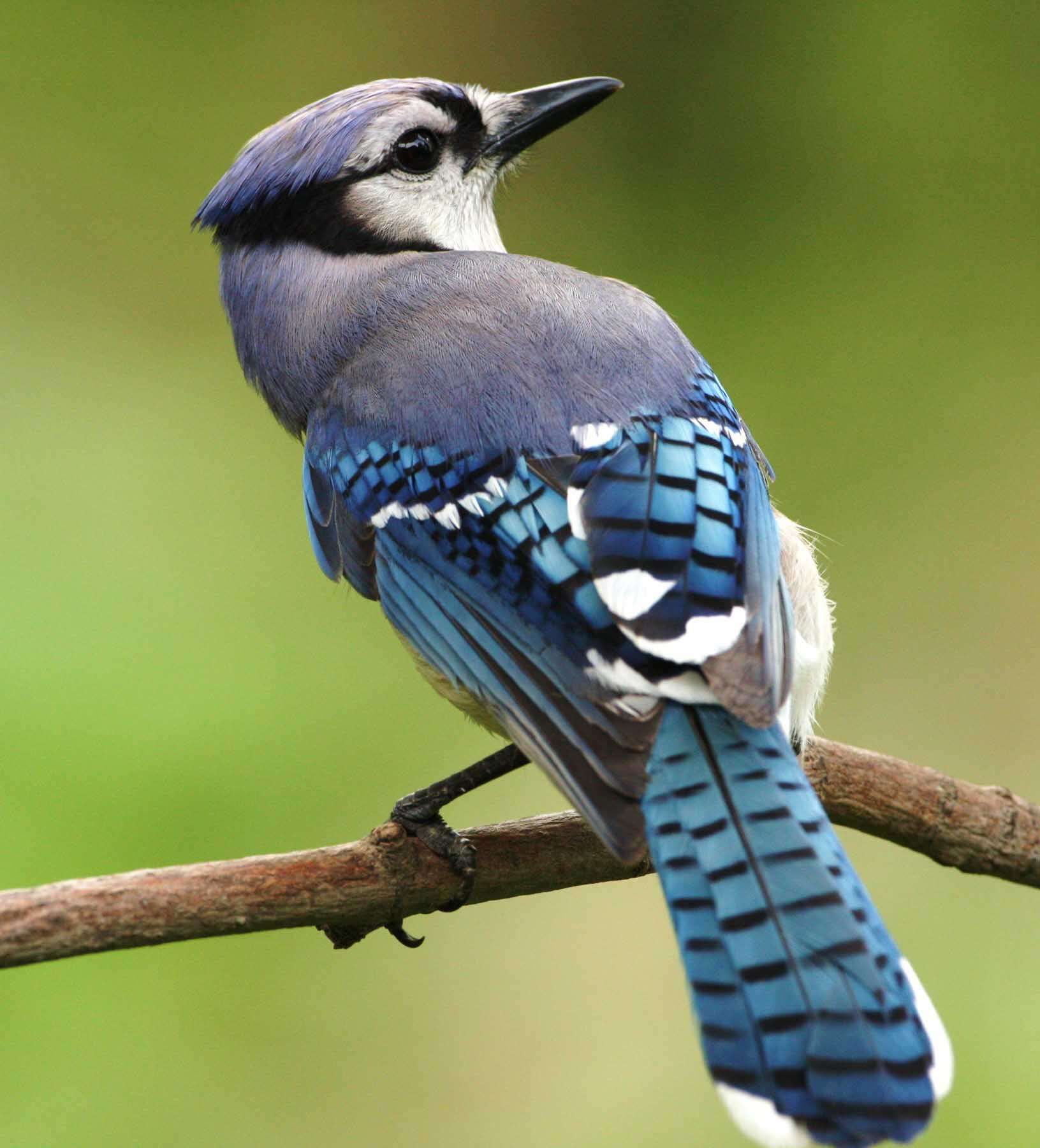 Image of Blue Jay