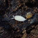 Image of Ant woodlouse