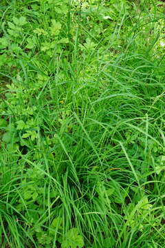 Image of Ascherson's orchardgrass