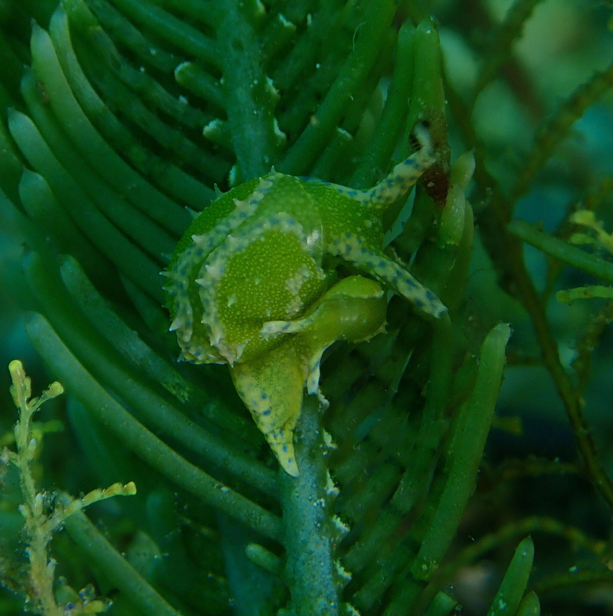 Image of Oxynoe antillarum Mörch 1863