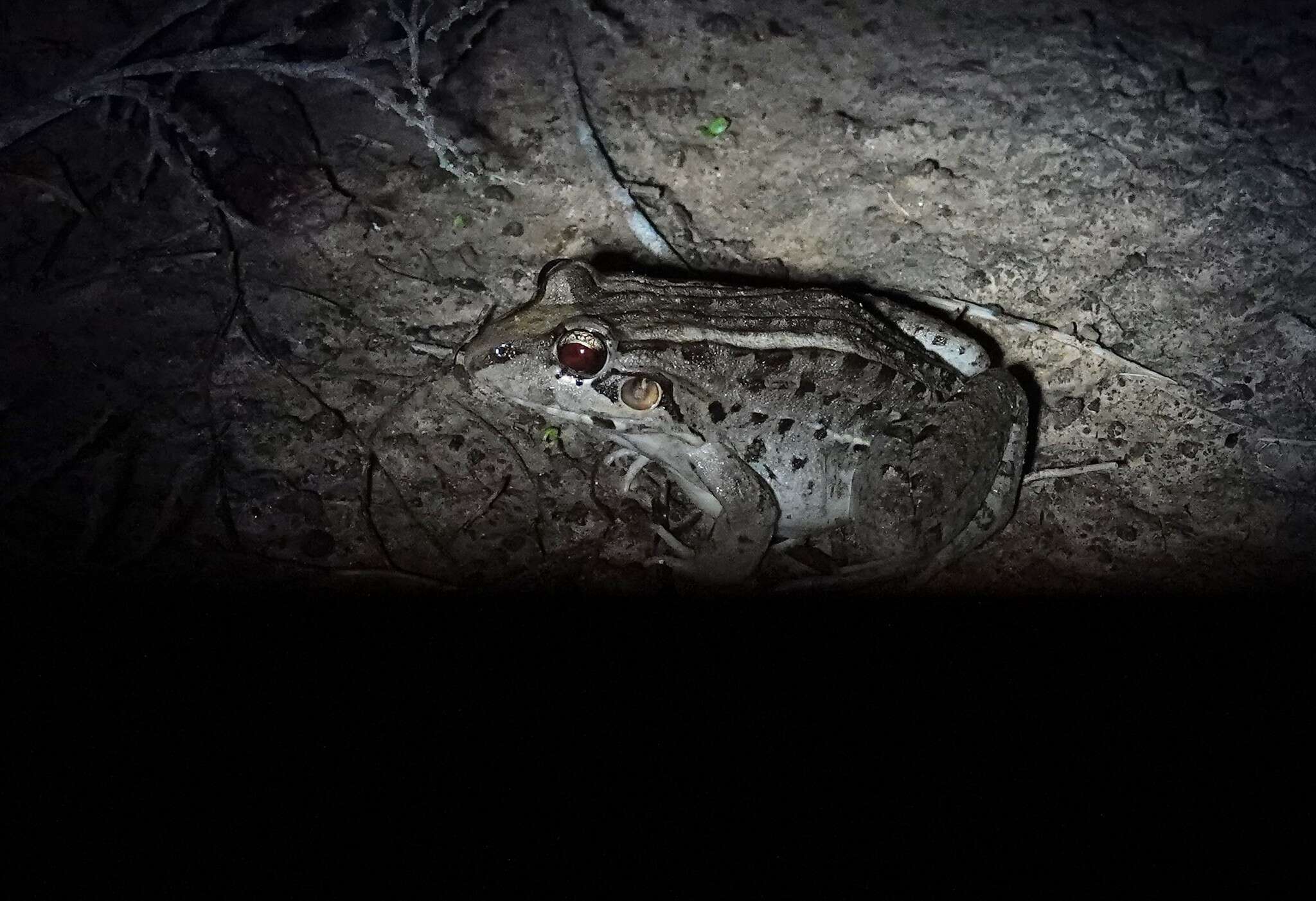 Image of Leptodactylus macrosternum Miranda-Ribeiro 1926