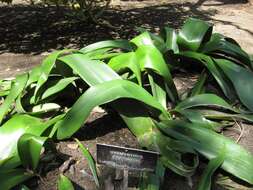 Imagem de Haemanthus coccineus L.