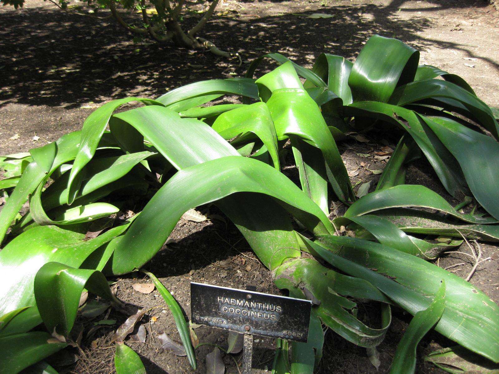 Imagem de Haemanthus coccineus L.