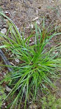 Image of Morelotia affinis (Brongn.) S. T. Blake