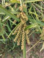 Image of Willow-Leaved Water Croton