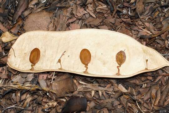 Image of Paperbark albizia