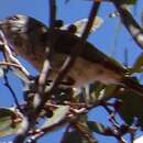 Acanthiza uropygialis Gould 1838的圖片