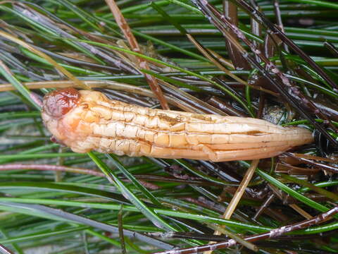 Image of Styela montereyensis (Dall 1872)