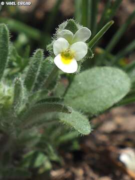 Image of Viola parvula Tineo