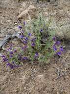 Image of King's beardtongue