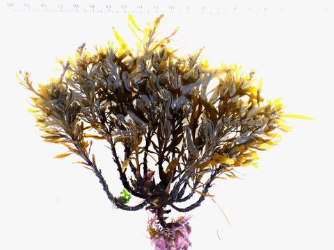 Image of Sargassum vulgare