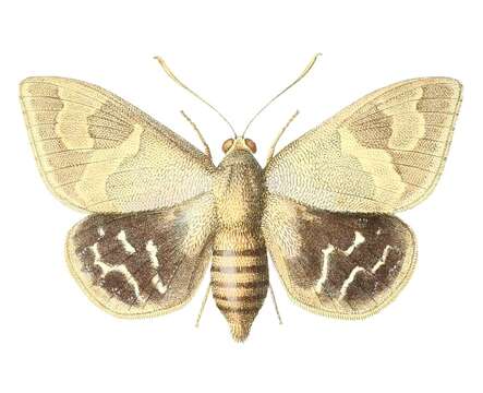 Image of Synpalamides chelone Hopffer 1856