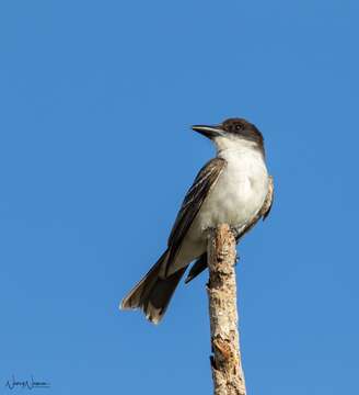 Image of Cuban Flycatcher